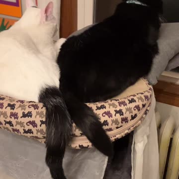 🐈🐈‍⬛ Ringo & Candy napping together 😍