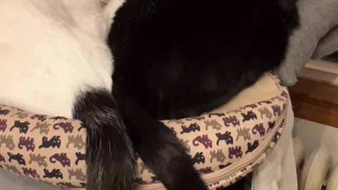 🐈🐈‍⬛ Ringo & Candy napping together 😍