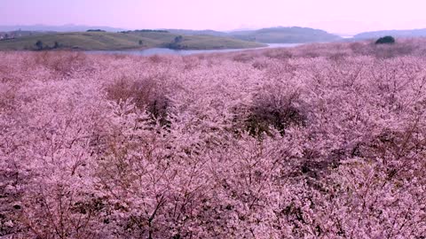 Pink cherry blossom sea aerial shot in spring