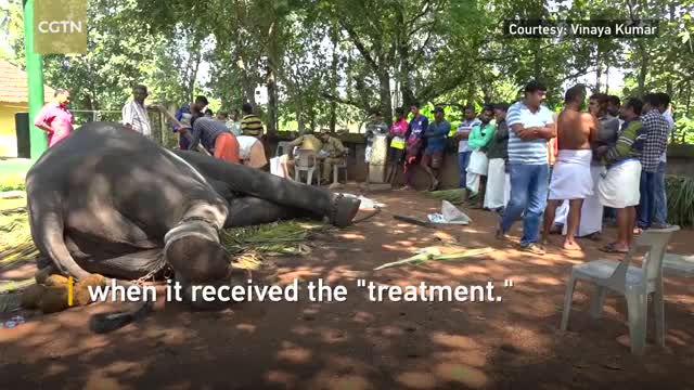 PETA seeks inquiry into tusk trimming of an elephant in India