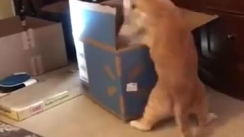 89 338122 cuteanimals Cats are crazy #animals #cuteanimals #fyp #funny #