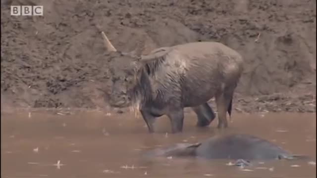 Crocodile strikes Wildebeest! | Massive Nature | BBC Earth