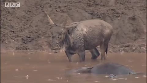 Crocodile strikes Wildebeest! | Massive Nature | BBC Earth