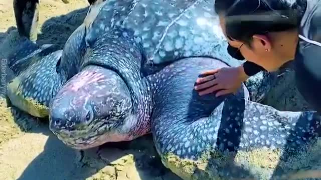 Giant Turtle Rescued Back To the Sea