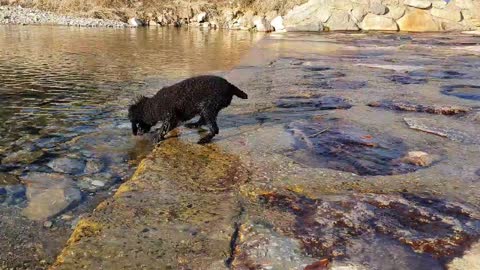 a watery dog