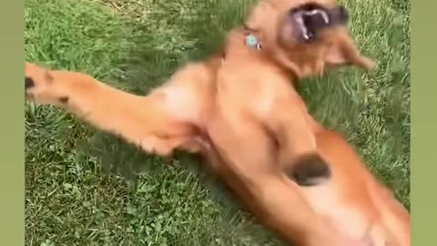 Hilarious animal videos bring us joy.