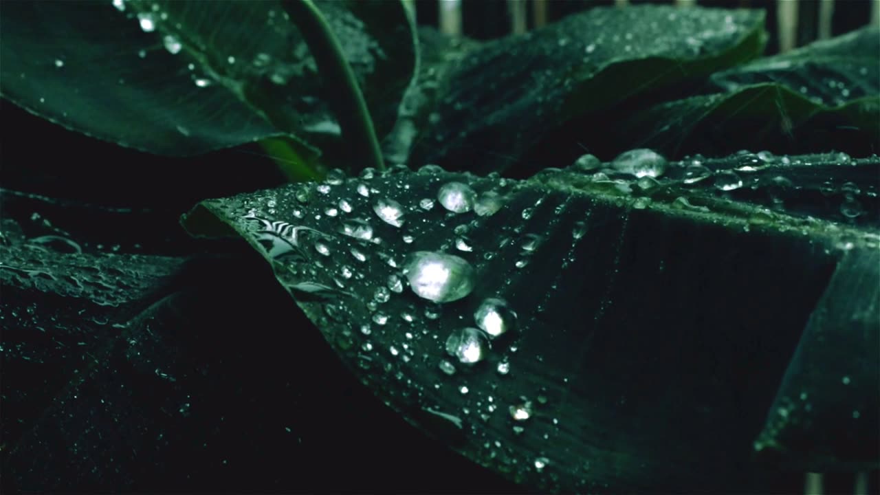 RAIN DROPS ON LEAVES 🍃