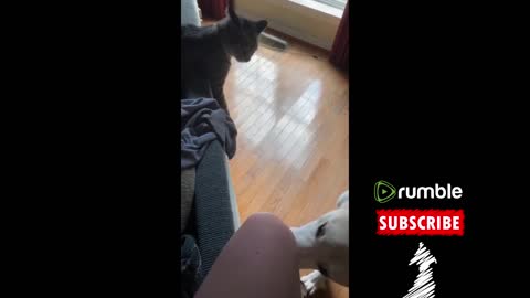 Best Of The Funny Animal Videos 4