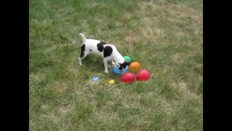 funny dogs