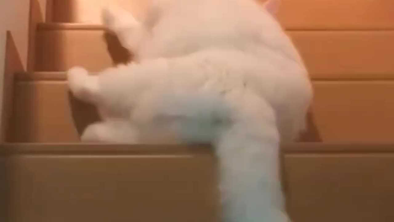cute kitten