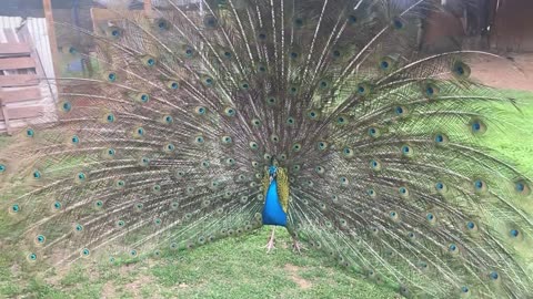 Peacock Tail Presentation