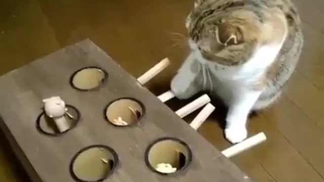 Cat with fun