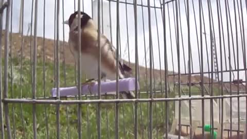 Wild goldfinch , Amazing singing !!