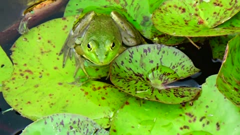 Bullfrog