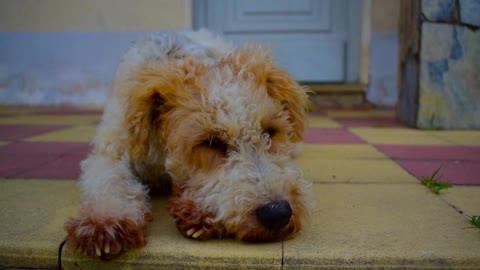 cachorrinho dormindo