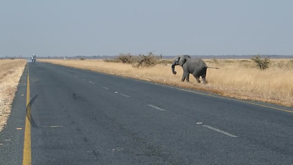 An elephant cuts through Botswana