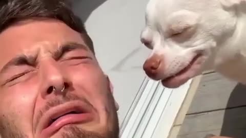 Bad cute dog react to his owner