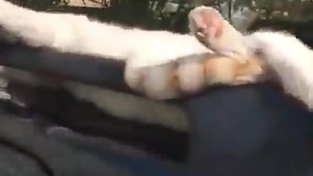 Cat chill on car