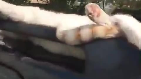 Cat chill on car