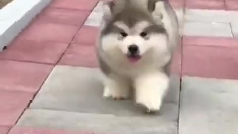 Funny and Cute Dogs Video Shorts