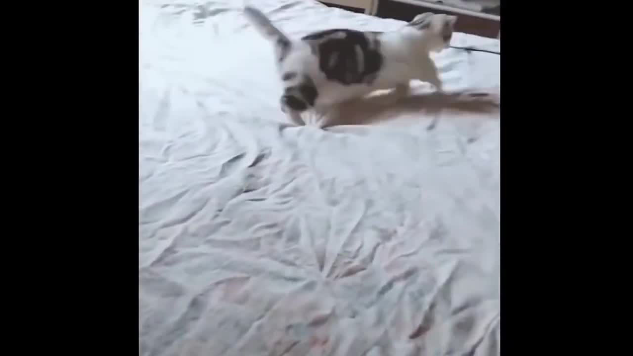 Cat running