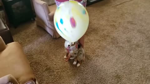 Coco Encounters: The Balloon is Scary (Part 1)