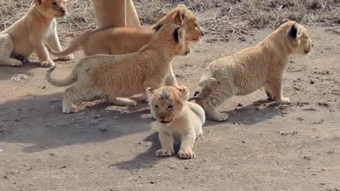 Cute Baby Lion /#