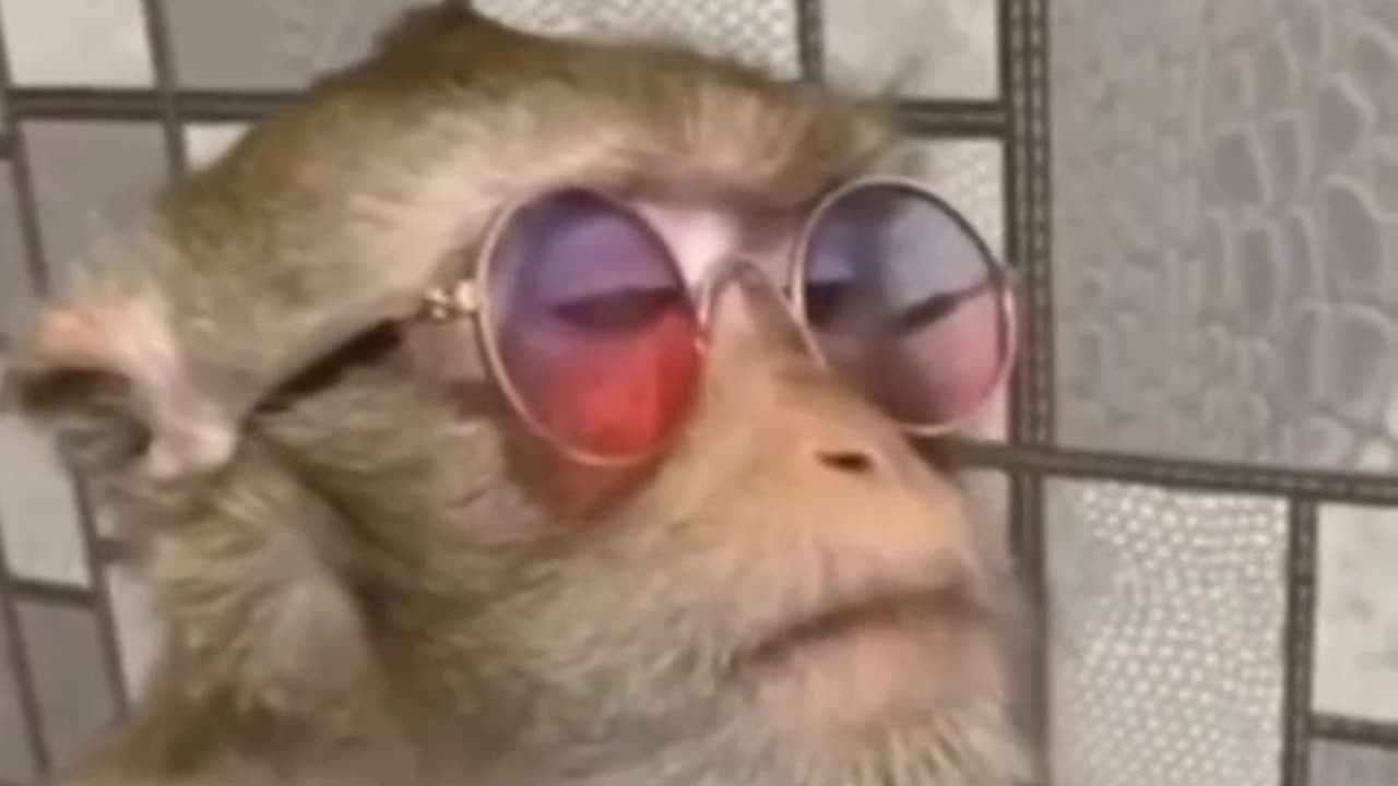 Funny monkey