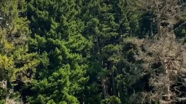 Beautiful Nature
