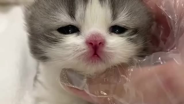 This Fuzzy Kitten Will Make Your Day In 5 Seconds