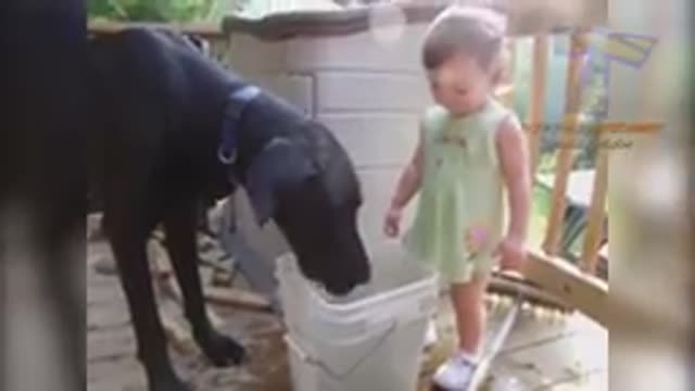 Dog fun with cute little baby