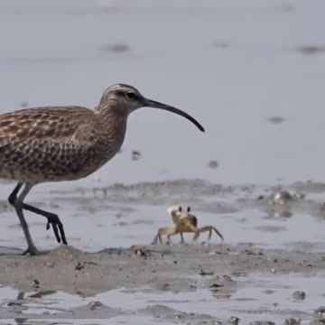 brave crab! 😱😱😱