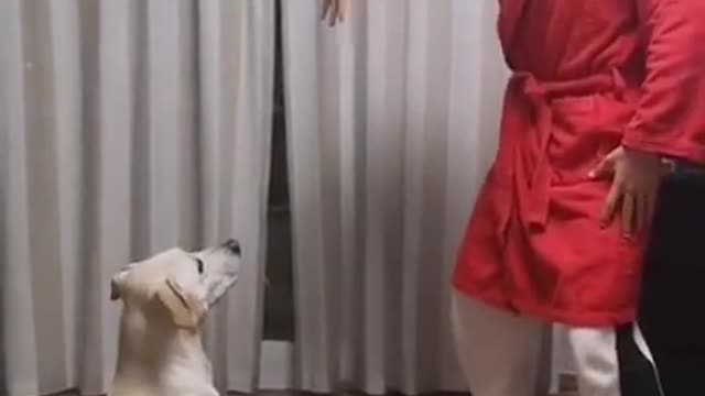 Funny dog reaction #shorts curiquitaca challenge..