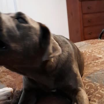 Tucker Carlson Gets The Drop