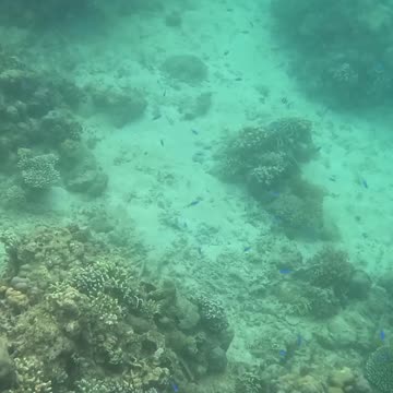 The Reef is Healing: Snorkeling through Nature's Comeback 🐠🌿🌊