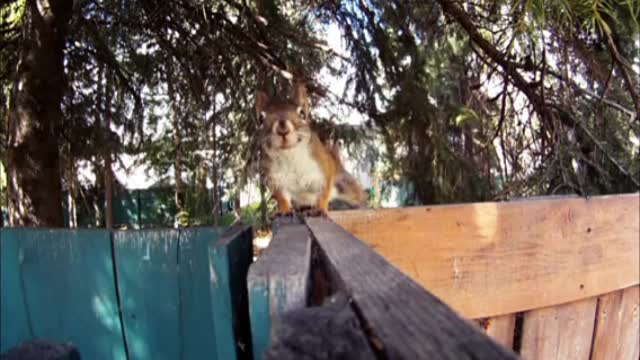 Funny Curious squirrel❤️