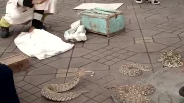 Marrakech Djemaa Lifna Square The Taming of Snakes