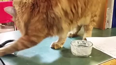 Orange cat trying to move telephone cord from table