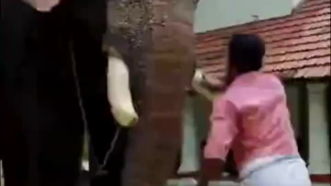 മാമ്പിയും കാളിദാസൻമാരും . .