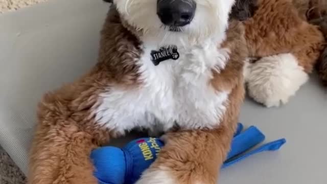 happy#Pets#amusing