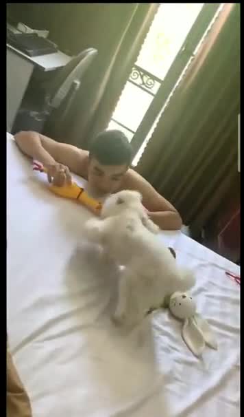 It is just a toy chicken