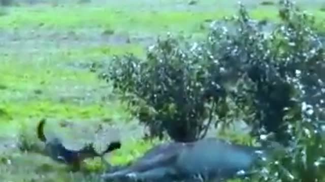 Jackal vs lion