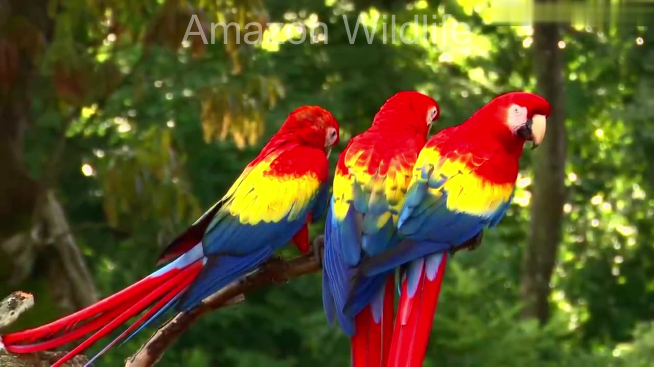 Animal Wildlife relaxing video