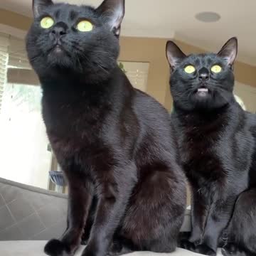 Two black cats