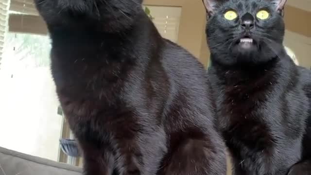 Two black cats