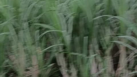 Sugar cane farm