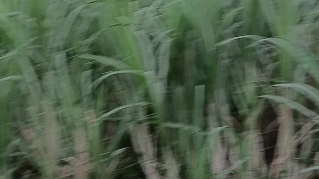 Sugar cane farm