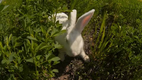 Rabbit runs across the field and eating grass