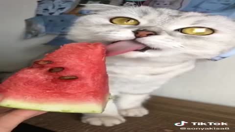 Funny cat tasting fruit