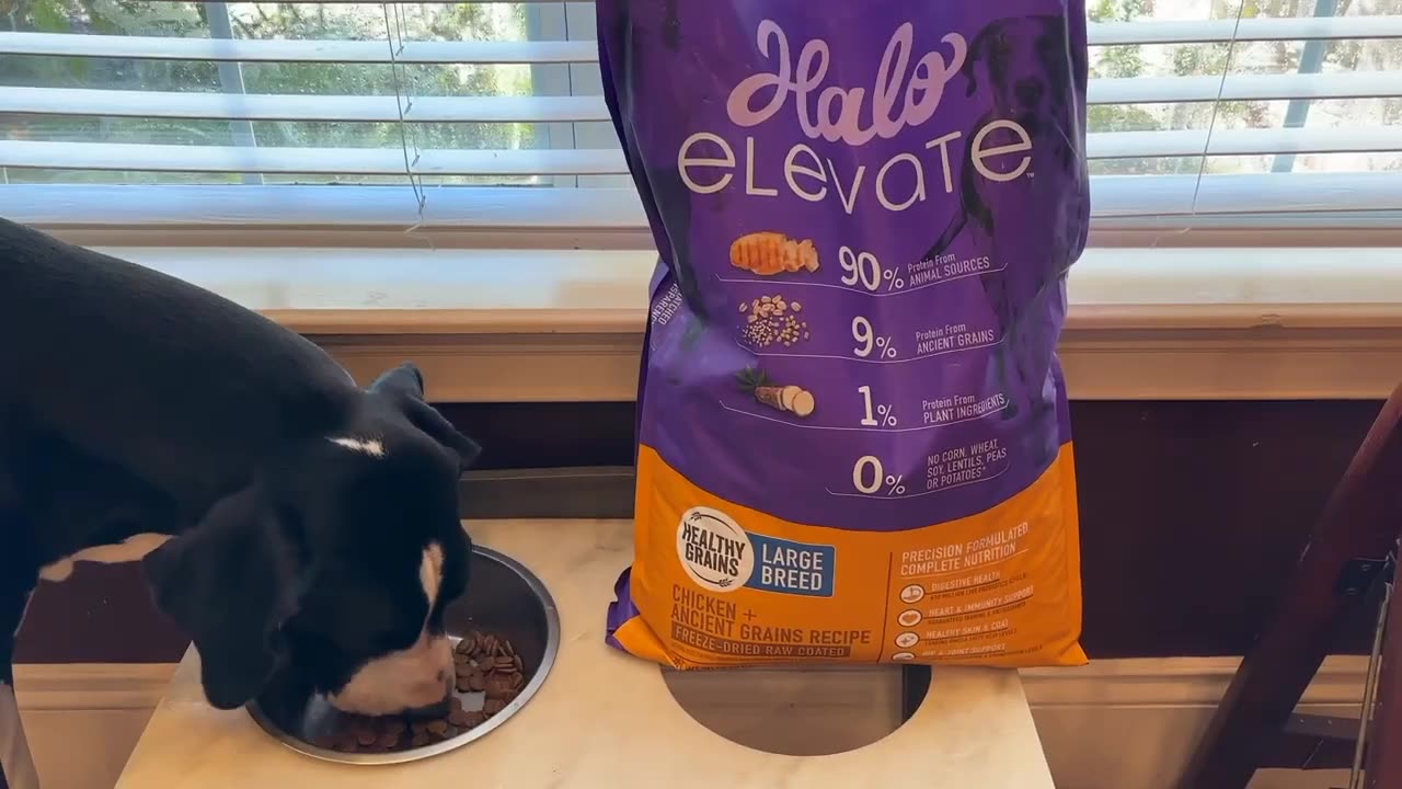 Funny Great Dane Teaches Puppy How To Open Amazon Package